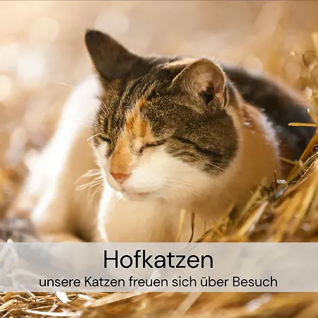 דירה Hexenburgbeidresden Maisonette Ueber 2 Etagen Mit 4 Schlafzimmern, Kamin, Terrasse Und Fasssauna, Naehe Saechsische Schweiz Dresden *