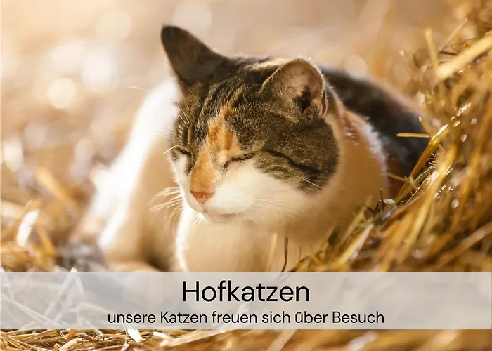 Apartment Hexenburgbeidresden Maisonette über 2 Etagen Mit 4 Schlafzimmern, Kamin, Terrasse Und Faßsauna, Nähe Sächsische Schweiz Dresden *